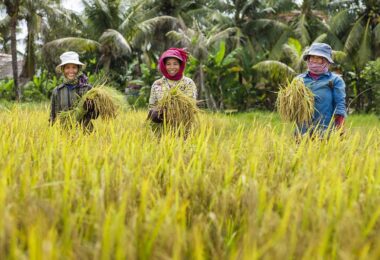 USAID - Cambodgia